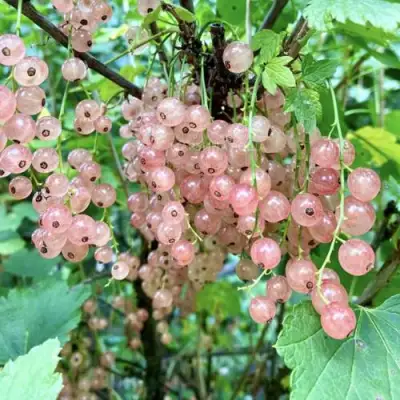 Смородина розовая ГОЛЛАНДСКАЯ РОЗОВАЯ в Полоцке