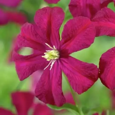 Клематис МАДАМ ДЖУЛИЯ КОРРЕВОН в Полоцке