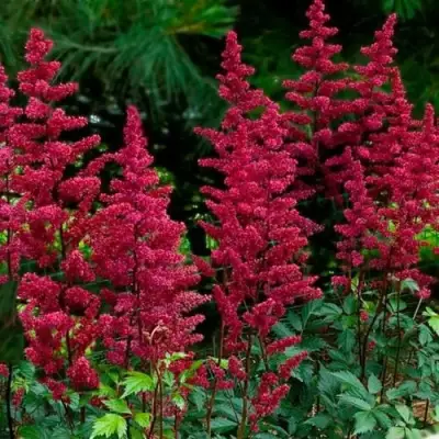 Астильба БУРГУНДИ РЕД Арендса в Полоцке