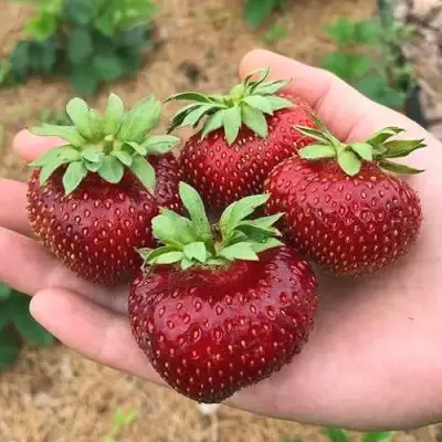 Клубника МАЛЬВИНА в Полоцке