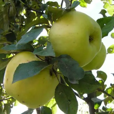 Яблоня АНТОНОВКА ОБЫКНОВЕННАЯ в Полоцке