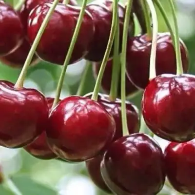 Вишня УЙФЕХЕРТОЙ ФЮРТОШ в Полоцке