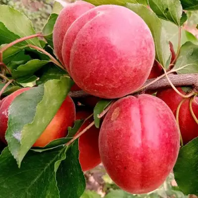 Абрикос РУБИСТА в Полоцке