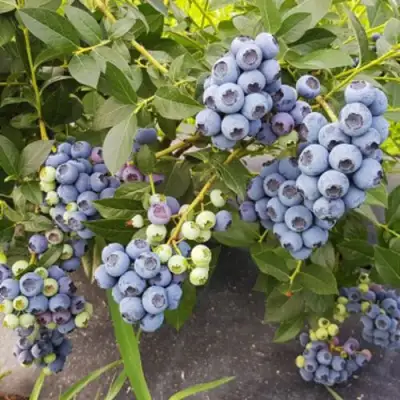 Голубика ОСОРНО в Полоцке