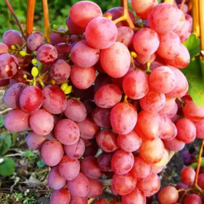 Виноград КИШМИШ КРАСНЫЙ в Полоцке