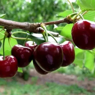 Вишня МОРОЗОВКА в Полоцке