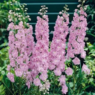 Дельфиниум ПЕТТИКОУТ гибридный в Полоцке