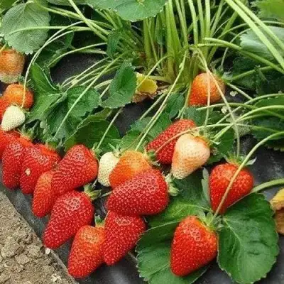 Клубника РОКСАНА в Полоцке