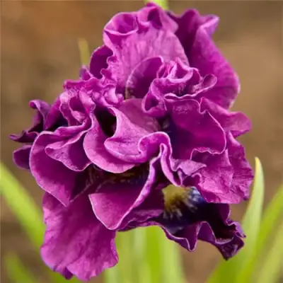 Ирис БАНДЛ ОВ ДЖОЙ сибирский в Полоцке