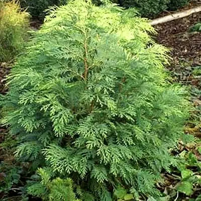 Кипарисовик САНКИСТ лавсона в Полоцке