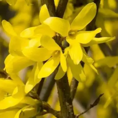 Форзиция ТАРАНДТ промежуточная в Полоцке