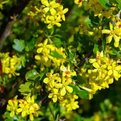 Смородина золотистая ВИШНЕВАЯ в Полоцке