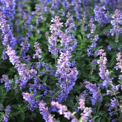 Котовник СИКС ХИЛЛС ГИАНТ в Полоцке