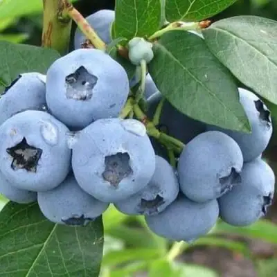 Голубика БЛЮЭТТА в Полоцке