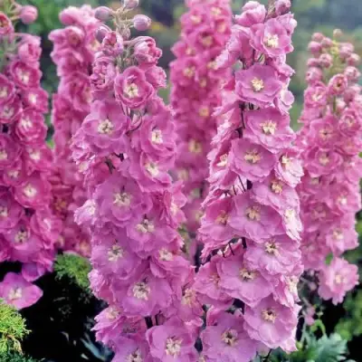 Дельфиниум ДЕЛЬФИС ПИНК ПАУЭ высокий в Полоцке