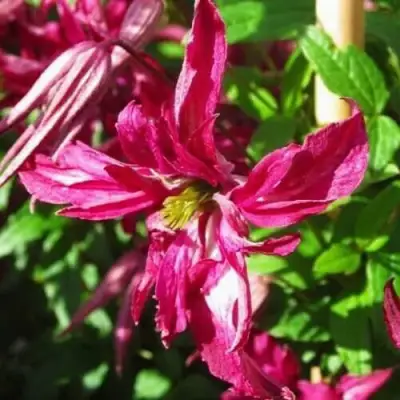 Клематис РОЗАЛИН в Полоцке