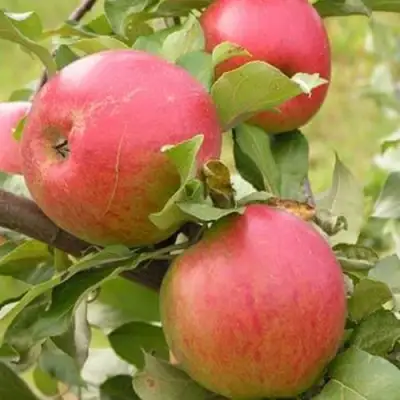 Яблоня АУКСИС в Полоцке