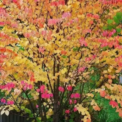 БАГРЯННИК японский в Полоцке