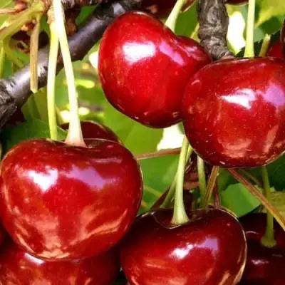 Черешня МИНЧАНКА в Полоцке