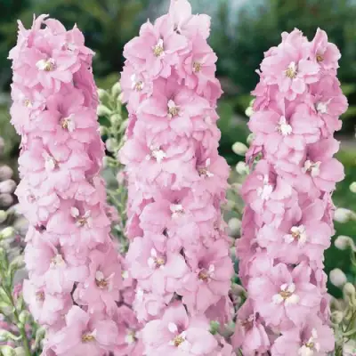 Дельфиниум ПЕТТИКОУТ гибридный в Полоцке