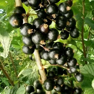 Смородина черная БЕН ТИРЕН в Полоцке