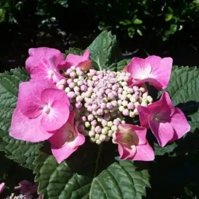 Гортензия БЛАУМАЙС (БЛАУМАЙЗЕ) крупнолистная в Полоцке