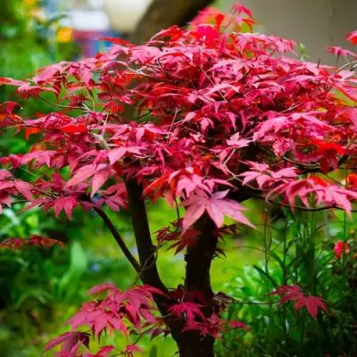 Клен дланевидный АТРОПУРПУРЕУМ в Полоцке