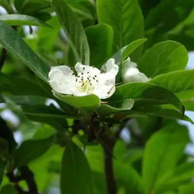 МУШМУЛА  в Полоцке