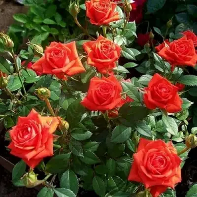 Роза ОРАНЖ ДЖЕВЕЛ миниатюрная в Полоцке