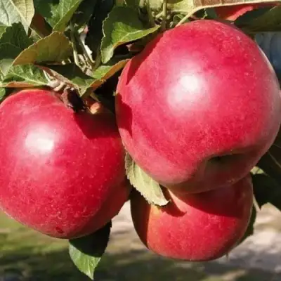 Яблоня РУБИН в Полоцке