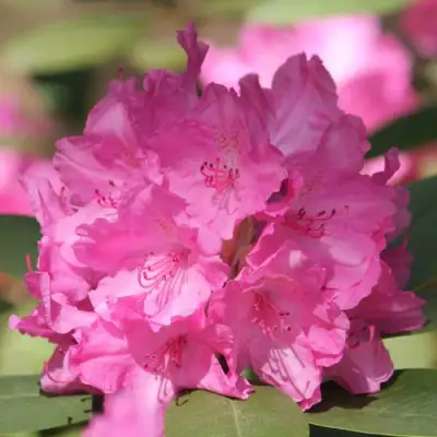 Рододендрон ЛУМИНА в Полоцке