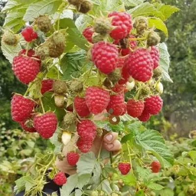 Малина ТАДМОР в Полоцке