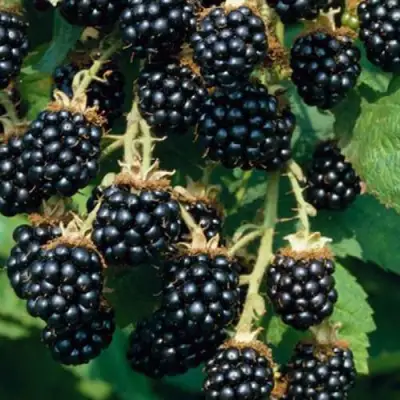 Ежевика БЛЭК САТИН бесшипная  в Полоцке