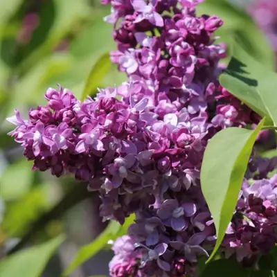 Сирень ИЗОБИЛИЕ в Полоцке