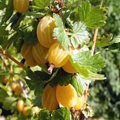 Крыжовник КУРШУ ДЗИНТАРС  в Полоцке