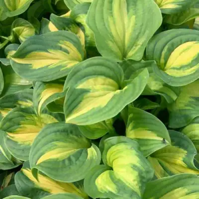 Хоста ЭМЕРАЛЬД ЧАРДЖЕР гибридная в Полоцке