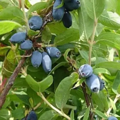 Жимолость съедобная НАРЫМСКАЯ в Полоцке