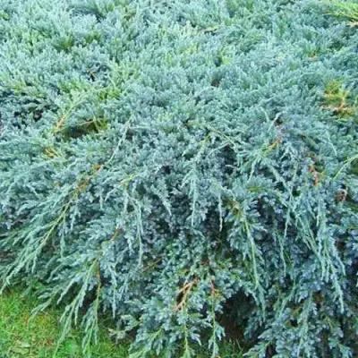 Можжевельник БЛЮ КАРПЕТ чешуйчатый в Полоцке
