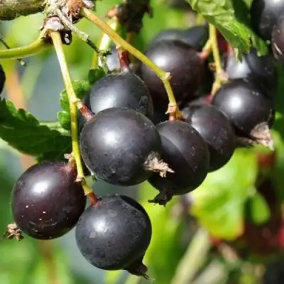 ЙОШТА в Полоцке