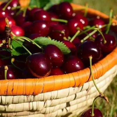 Вишня НЕСВИЖСКАЯ в Полоцке