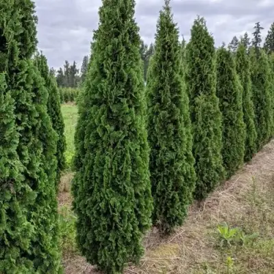Туя ДЕГРУТ СПАЙР западная в Полоцке