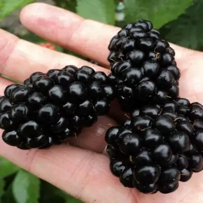 Ежевика ПОЛАР бесшипная  в Полоцке