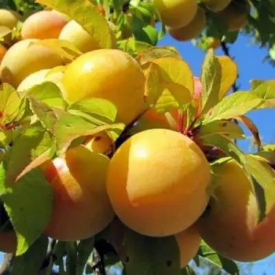 Слива МЕДОВАЯ ЖЁЛТАЯ в Полоцке