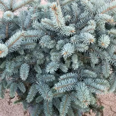 Ель ГЛАУКА колючая в Полоцке