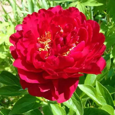 Пион ХРАБРЫЙ ВОИН травянистый в Полоцке