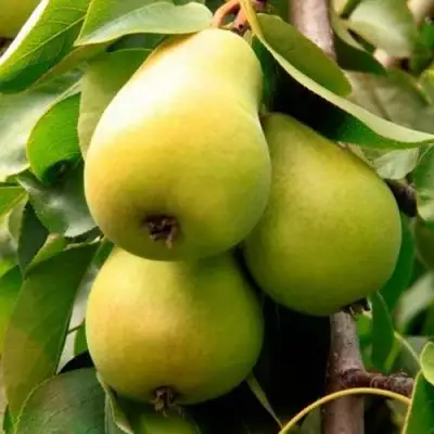 Груша НЕЖНОСТЬ колонновидная	 в Полоцке