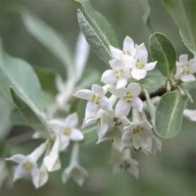 ЛОХ СЕРЕБРИСТЫЙ в Полоцке