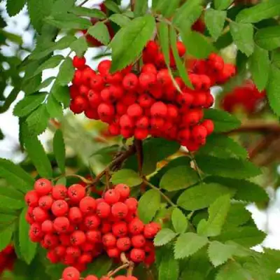 Рябина ОБЫКНОВЕННАЯ в Полоцке