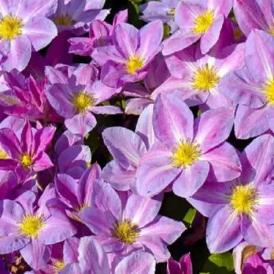 Клематис ЧЕЙНДЖ ОФ ХАРТ в Полоцке