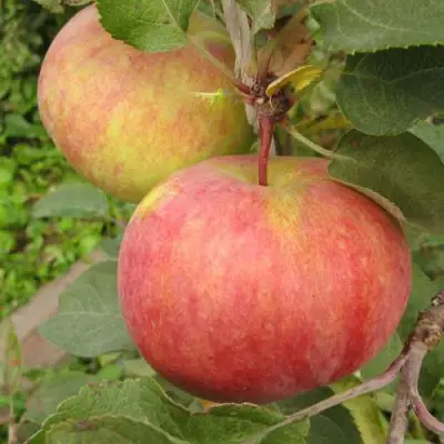 Яблоня ПЕРВОУРАЛЬСКОЕ в Полоцке